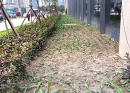 廣發金融中心綠化種植效果